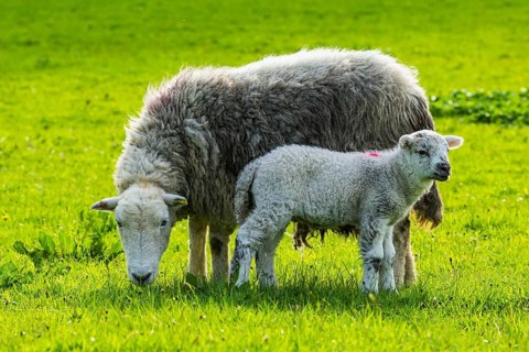 Sheep and farm in Lake District National Park, Coniston Water, Cumbria, England, United Kingdom
