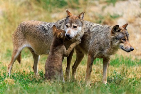 Puppy shows affection to adult wolves in a natural environment, Timberwolf, wolf, American wolf,