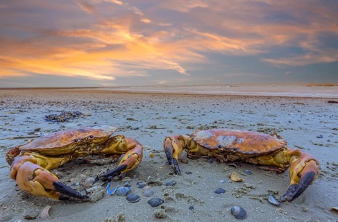 Krabben Abendrot Norderney Germany