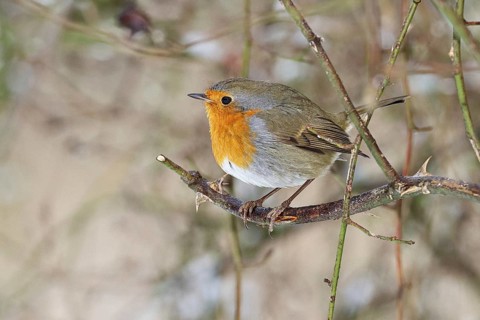 Robin (Erithacus rubecula), on a twig in the branches of a dog rose (Rosa canina), Wilnsdorf, North