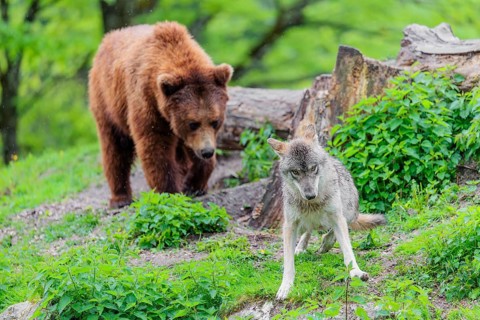 Situation awareness is crucial! A Eurasian gray wolf (Canis lupus lupus) is surprised by a European