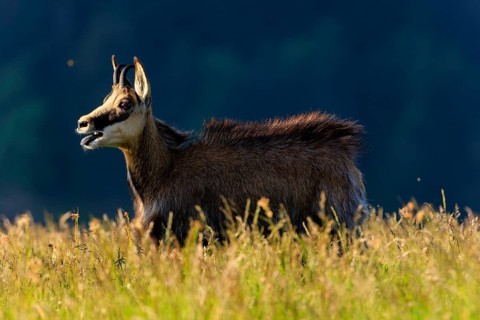 Chamois in tall grass with dark background under blue sky, chamois, chamois, (Rupicapra