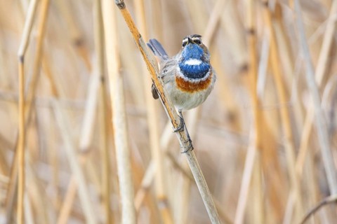 Bluethroat (Luscinia svecica cyanecula) ml Germany