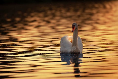 A Mute Swan (Cygnus olor) swims on the Steinhuder Meer in the golden evening light, animal photo,