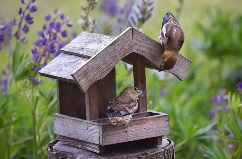 Hawfinch (Coccothraustes coccothraustes) Chicks at the birdhouse