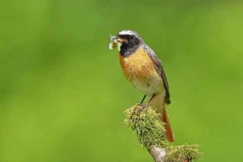 Redstart (Phoenicurus phoenicurus), male with caterpillars in beak on mossy branch, songbird,