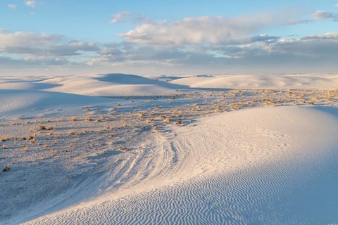 Desert grasses in flatter areas of the White Sands National Park in Alamogordo, New Mexico, USA