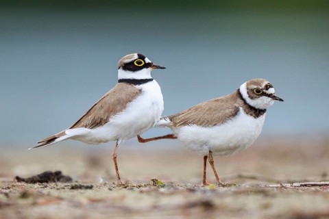 Little Ringed Plover (Charadrius dubius) pair displaying, North Rhine-Westphalia, Germany