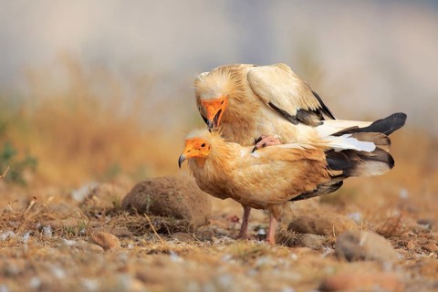 Egyptian Vulture (Neophron percnopterus) pair mating, Catalonia, Spain