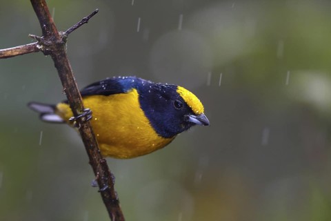 Purple-throated Euphonia (Euphonia chlorotica), Bahia, Brazil