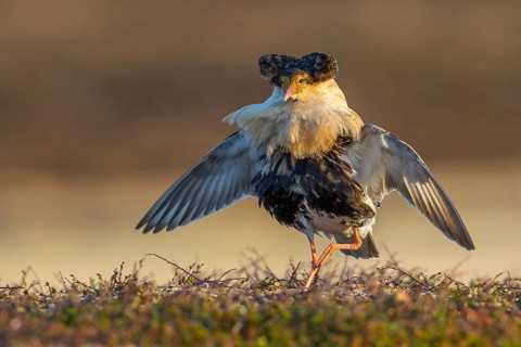 Ruff (Calidris pugnax) male displaying, Finnmark, Norway