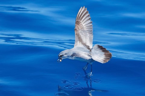 Fairy Prion (Pachyptila turtur) flying, Victoria, Australia