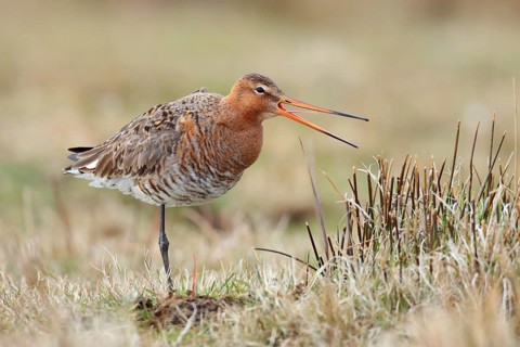 Black-tailed Godwit (Limosa limosa) calling, Texel, Netherlands