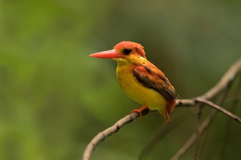 Oriental Dwarf Kingfisher (Ceyx erithaca) perched on a branch, Selangor, Malaysia