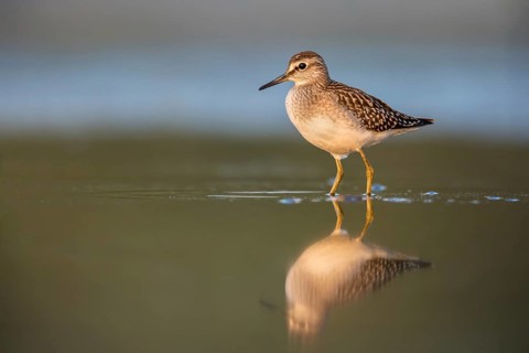 Wood Sandpiper (Tringa glareola) foraging, Poland