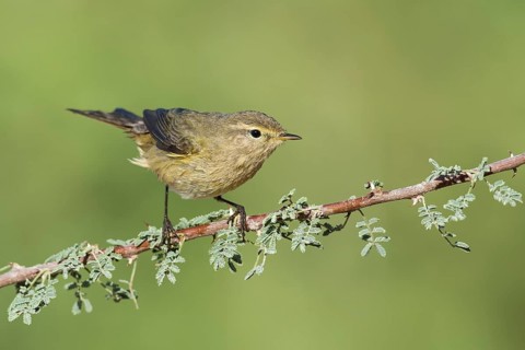 Common Chiffchaff (Phylloscopus collybita), Eilat, Israel