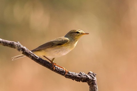 Common Chiffchaff (Phylloscopus collybita) perched on a branch, Andalusia, Spain