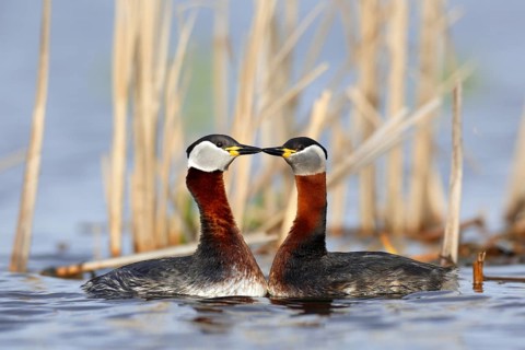 Red-necked Grebe (Podiceps grisegena) pair displaying, Mecklenburg-Western Pomerania, Germany