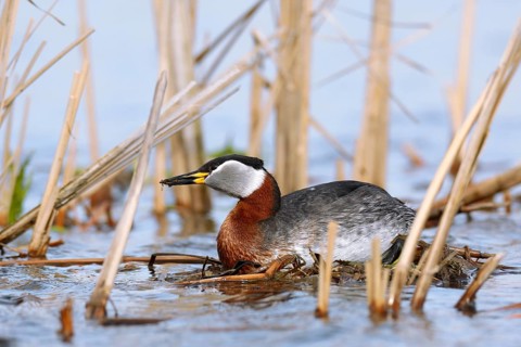 Red-necked Grebe (Podiceps grisegena) female on nest, Mecklenburg-Western Pomerania, Germany