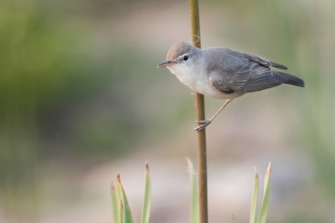 Uppchers Warbler - Dornspötter - Hippolais languida, Kyrgyzstan