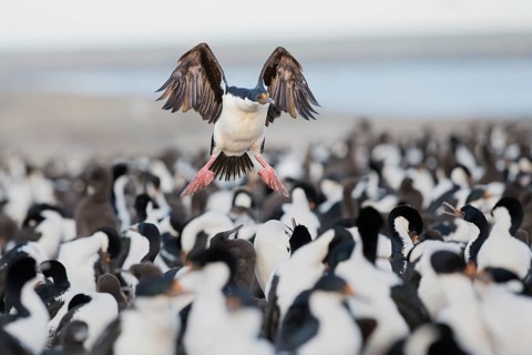 Imperial Shag (Leucocarbo atriceps) flying, Bleaker Island, Falkland Islands