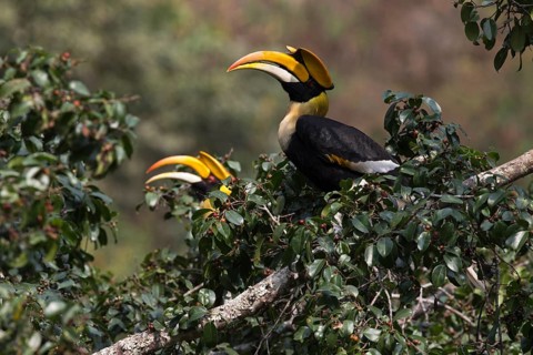 Great Hornbill (Buceros bicornis) pair, Manas National Park, Bhutan