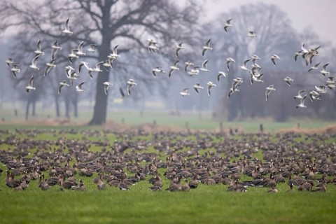 Greater White-fronted Goose (Anser albifrons) group, North Rhine-Westphalia, Germany