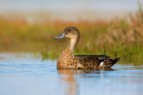 Chestnut Teal (Anas castanea) young male, Victoria, Australia