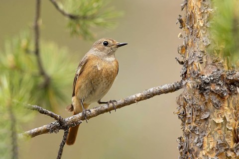 Common Redstart (Phoenicurus phoenicurus) female perched on a branch, Dalarna, Sweden