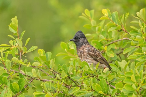 Rußbülbül (Pycnonotus cafer) am Regenwald von Sri Lanka