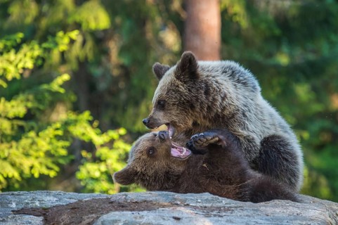 Eurasian Brown Bear (Ursus arctos) two fighting in forest, Finland