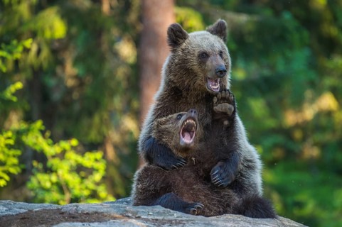 Eurasian Brown Bear (Ursus arctos) two fighting in forest, Finland