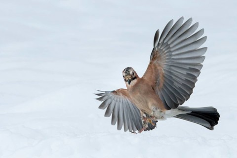 Eurasian Jay (Garrulus glandarius) flying, Lower Saxony, Germany