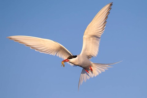 Arctic Tern (Sterna paradisaea) flying, Schleswig-Holstein, Germany