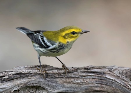 A Black-throated Green warbler, Setophaga virens, in the fall in Saskatoon, Saskatchewan