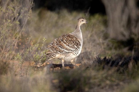 Malleefowl (Leipoa ocellata), Victoria, Australia