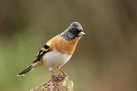 Brambling (Fringilla montifringilla) male, Lower Saxony, Germany