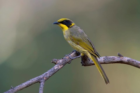 Yellow-tufted Honeyeater (Lichenostomus melanops), Victoria, Australia