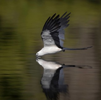 Swallow-tailed Kite (Elanoides forficatus) drinking in flight, Florida, USA
