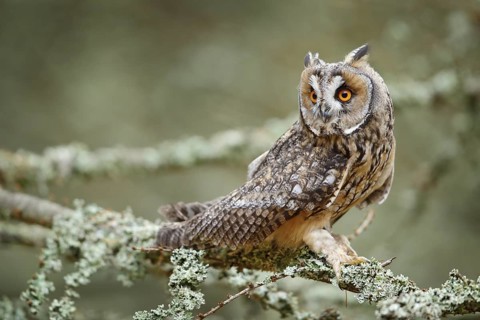 Long-eared Owl sitting on branch in fallen larch forest during autumn. Owl in nature wood nature