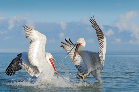 Dalmatian pelican, Pelecanus crispus, landing in Lake Kerkini, Greece. Pelican with open wings.