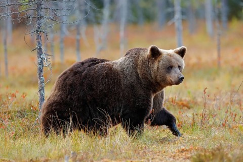 Beautiful big brown bear walking around lake with autumn colours. Dangerous animal in nature forest