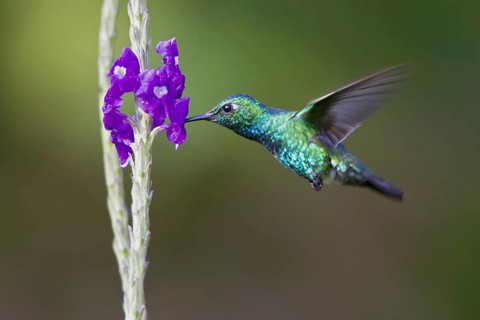 Blue-tailed Emerald (Chlorostilbon mellisugus), Manu National Park, Peru