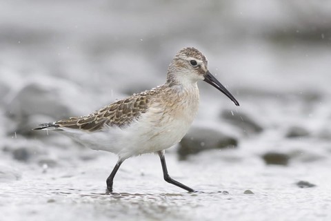 Curlew Sandpiper (Calidris ferruginea), Austria