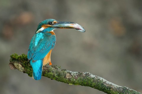 Common Kingfisher (Alcedo atthis) female perched on a branch with a fish in its beak, Lower Saxony,