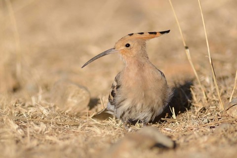 Eurasian Hoopoe (Upupa epops), Tibet, China