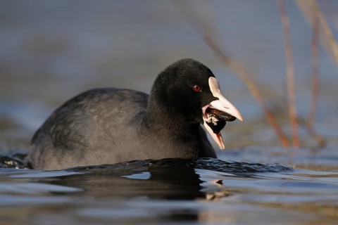 Eurasian Coot (Fulica atra) with mussel in beak, North Rhine-Westphalia, Germany