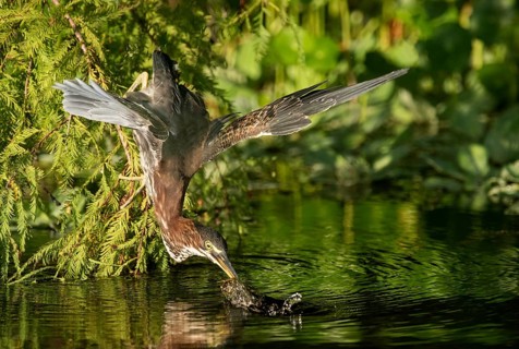 Green Heron (Butorides virescens), Texas, USA