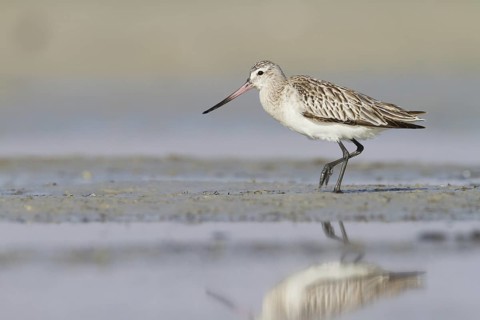 Bar-tailed Godwit (Limosa lapponica) foraging, Oman