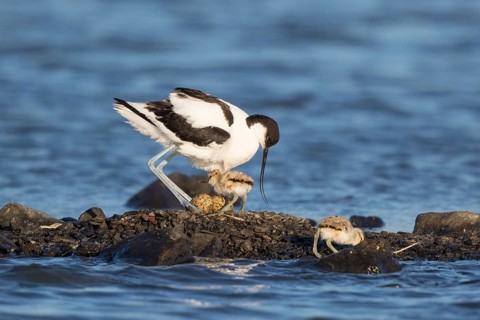 Pied Avocet (Recurvirostra avosetta) with chicks at nest, Lesvos, Greece